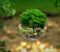Banning false environmental claims benefits private equity